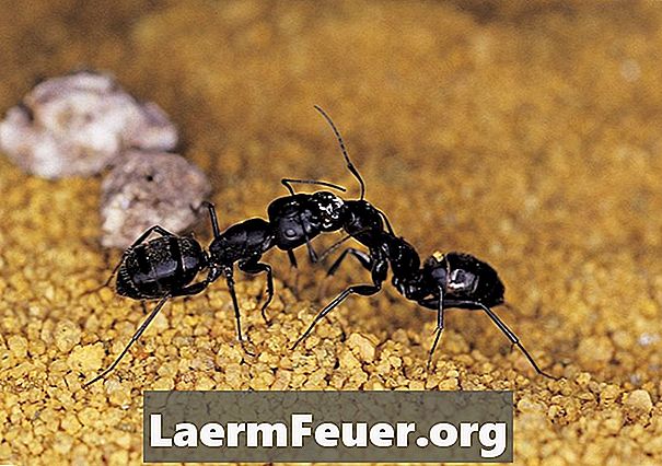 Forskjeller mellom svarte myrer og termittmyrer