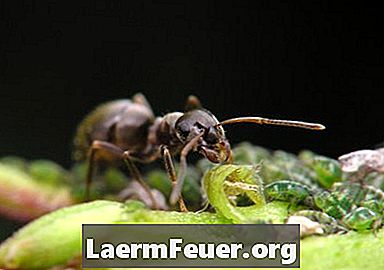 Hvordan fjerne maur fra et hus med maisstivelse
