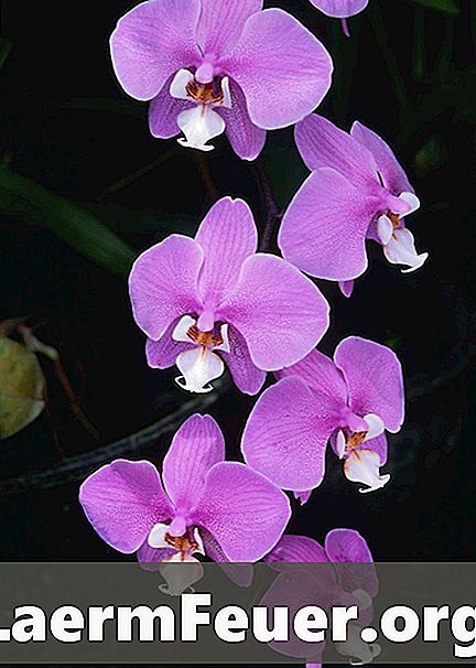 Πώς να αφαιρέσετε τα κουνούπια Orchid