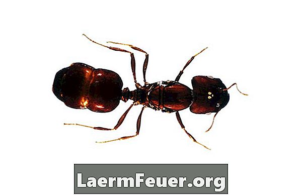 Hur man naturligt eliminerar myror från insidan av ditt hem