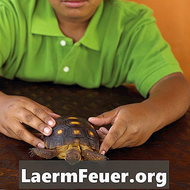 Kā likvidēt bruņurupuču akvārija smaržu