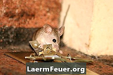 Hur man eliminerar råttor utan giftiga kemikalier