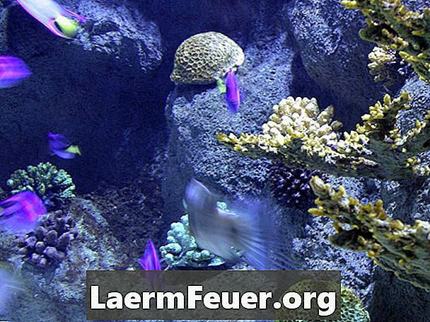 Ako odstrániť hluk z akvarijných filtrov