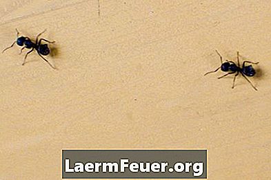 كيفية إزالة عش من النمل النجار في منزلك