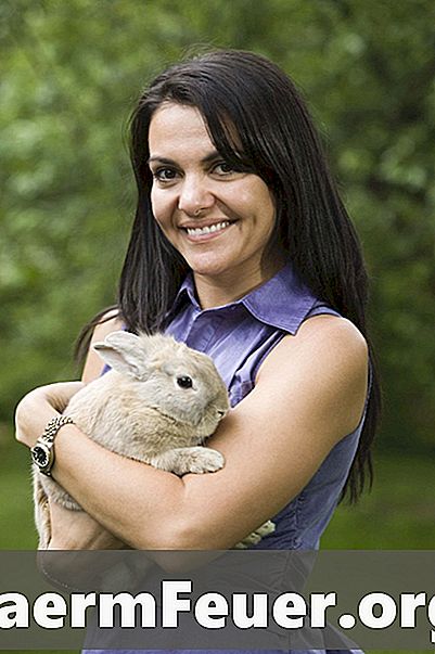 Como ensinar a um coelho a não mastigar móveis