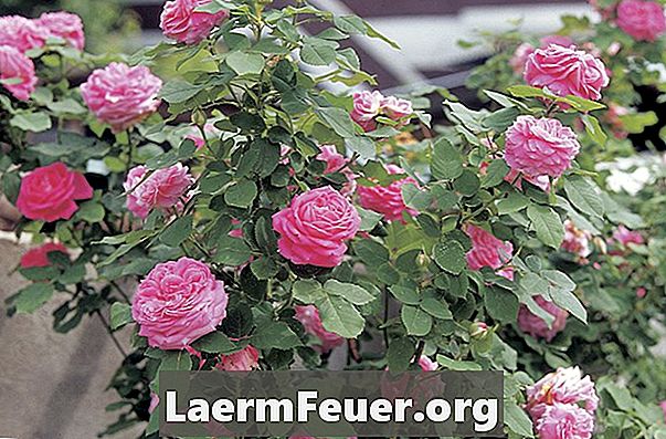 Sådan udrydder rosebuskmider