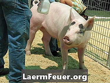 Како проценити тежину свиње