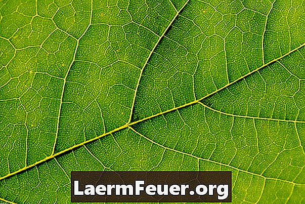 Cómo estudiar la fotosíntesis usando el alcohol para quitar el color de las hojas