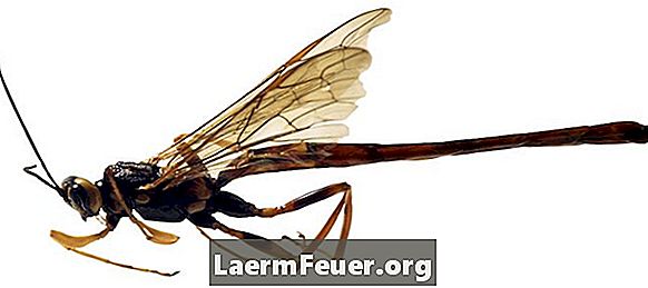 Como evitar a picada do mosquito borrachudo