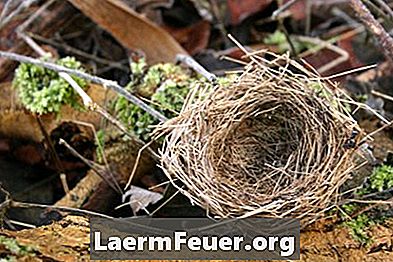 Comment éviter les nids d'oiseaux