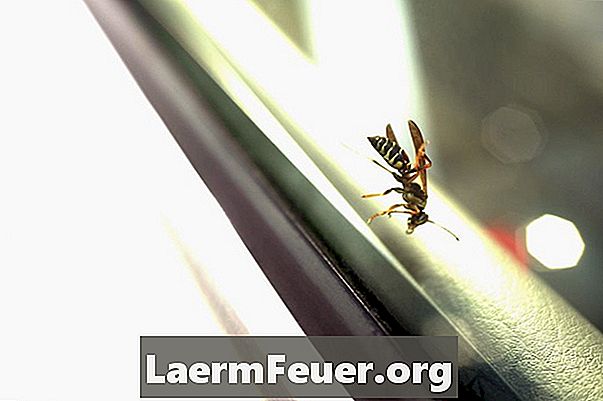 Como evitar que as vespas construam seus ninhos