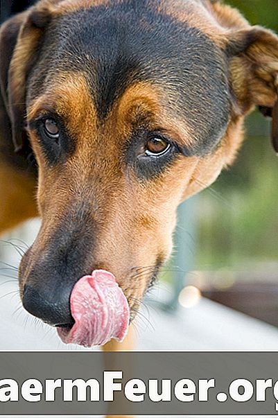 Як утримати собак від їжі