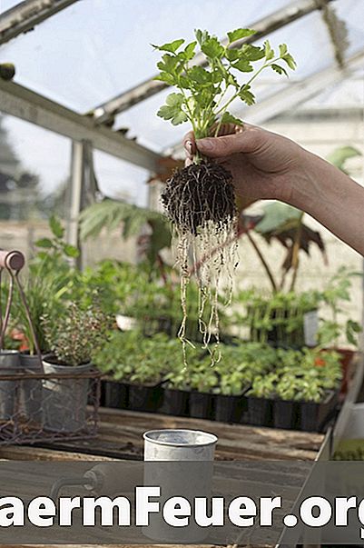 Kako narediti odprtine za prezračevanje v rastlinjakih