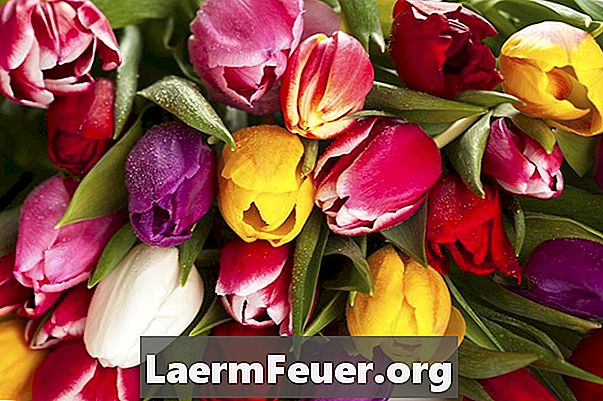 Jak udělat květinové aranžmá s tulipány