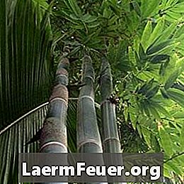 Kā padarīt bambusa augt ātrāk