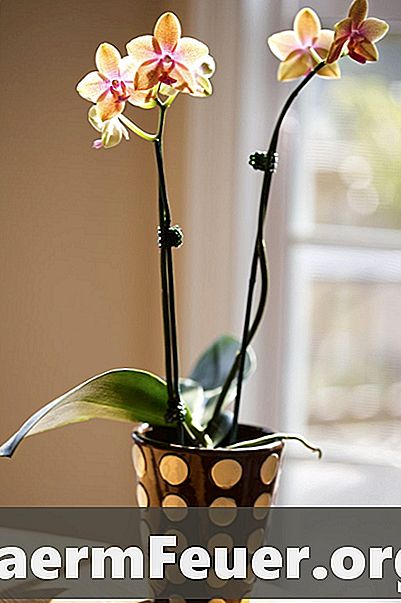 Hvordan laver du din hybrid orkidéblomst igen