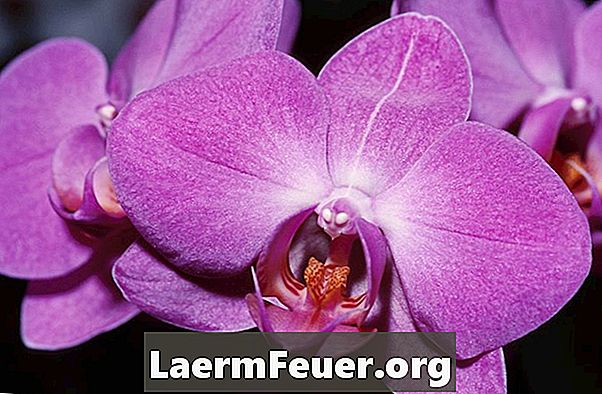 Los beneficios de la orquídea mariposa