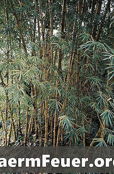 Hogyan lehet tüzet bambu súrlódással