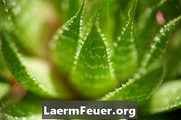 Wie man Aloe Vera Gel für pflanzliche Heilmittel herstellt