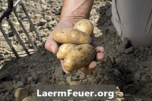 Cómo hacer leña para el cultivo de la patata