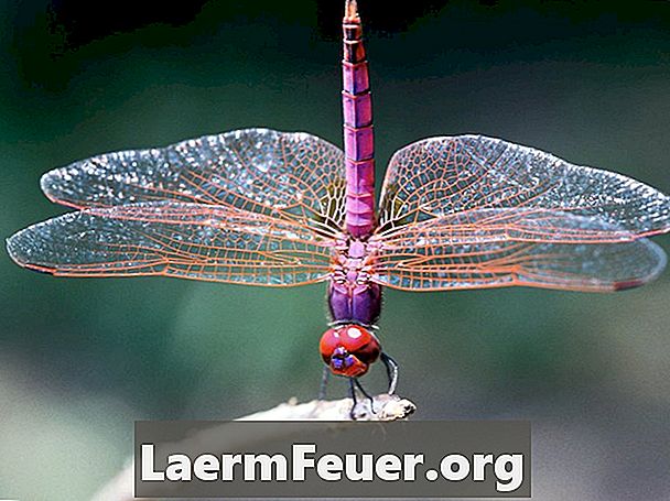 Hvordan lage Dragonflies med flasker