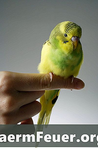 Jak poznat pohlaví svého papouška