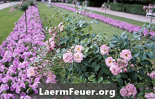 Як зробити озеленення в багаторічному саду з використанням квітів і чагарників без перевищення бюджету
