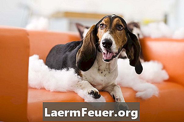 Cómo hacer polvo desodorante para perros