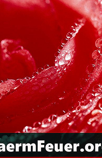Hvordan lage gammeldags Rose Water Parfumes
