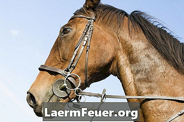 Kas izraisa zirgu lēkšanu un kratīšanu?