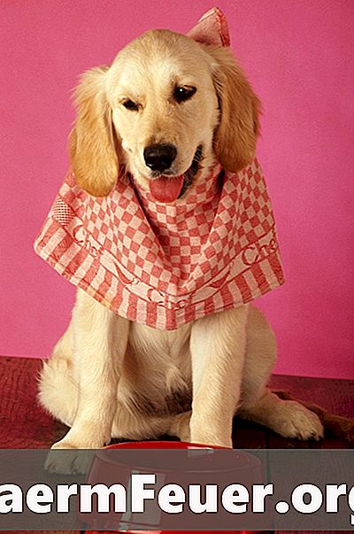 Cara membuat pakaian anjing menggunakan bahan-bahan harian