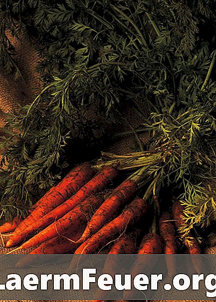 Sap maken met wortelen en rode bietenbladeren
