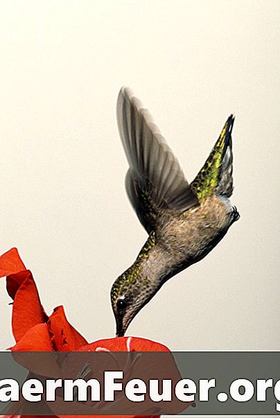 Hoe maak je een glasaanvoer voor een kolibrie