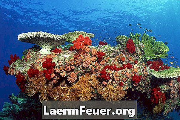 Hvordan lage en Coral Reef Biome i en skoboks