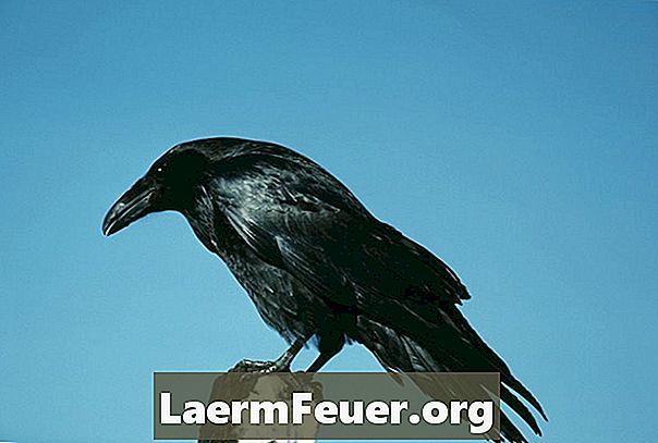 Como fazer um corvo preto de feltro