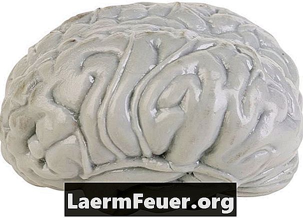 Как сделать мозг в глине