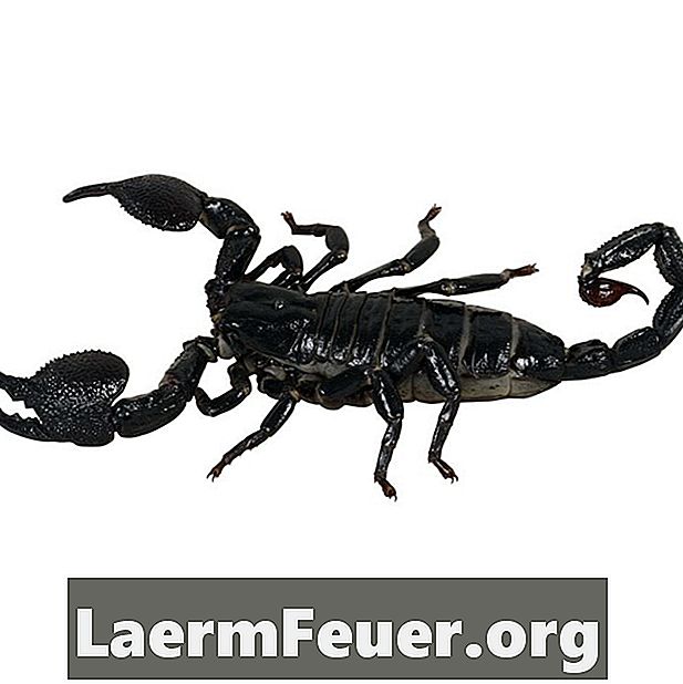 Πώς να κάνω έναν χαλκό Scorpion