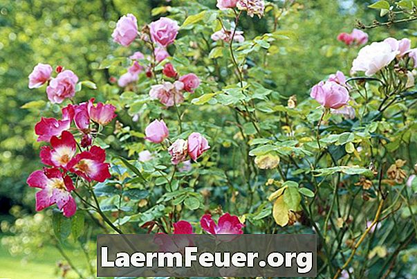 Jak zrobić ogród różany w stylu angielskim