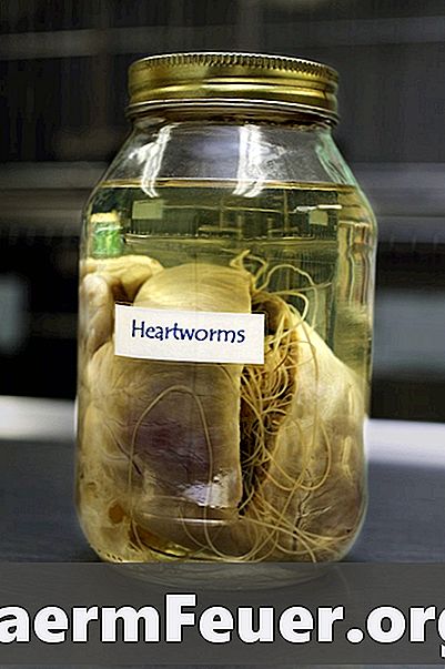 Cara Membuat Laxative Homemade untuk Membersihkan Colon dari Worms
