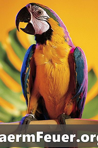 Bagaimana untuk membuat sarang untuk macaw