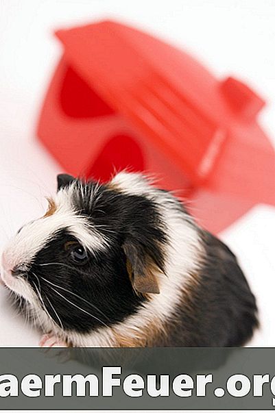 Cara membuat snek berkhasiat untuk babi guinea