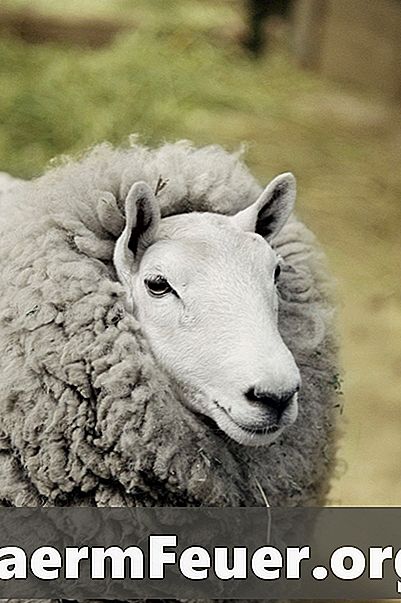 Як зробити овеча шкіряний килимок