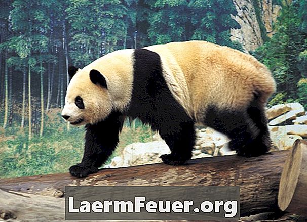 Hogyan készítsünk egy agyag panda medve
