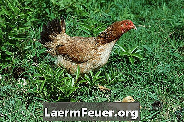 Comment faire une nurserie temporaire pour un poulet avec des poussins?