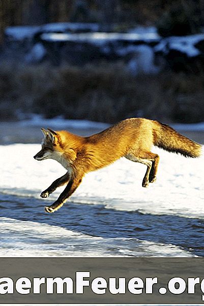 Hoe maak je een fox-val?