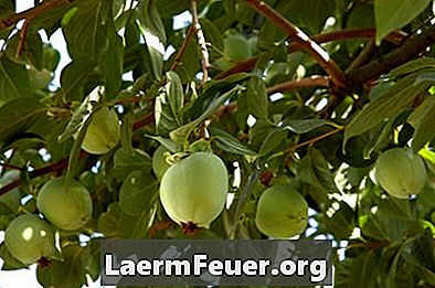 Ako si vyrobiť ovocný kôš