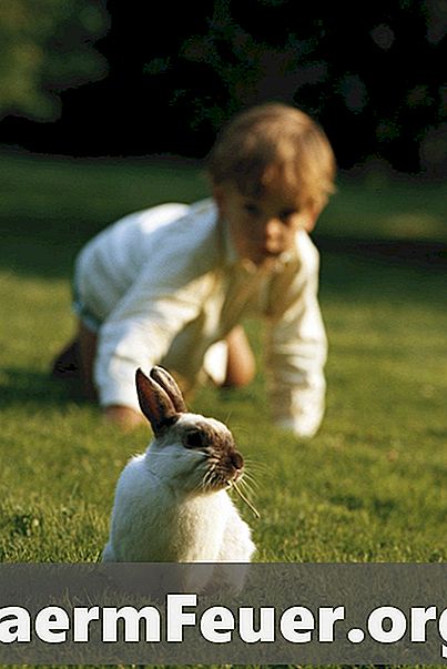 Wie macht man einen Kaninchenstall?