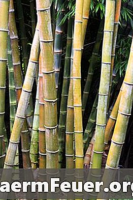 Kā veikt bambusa flauta