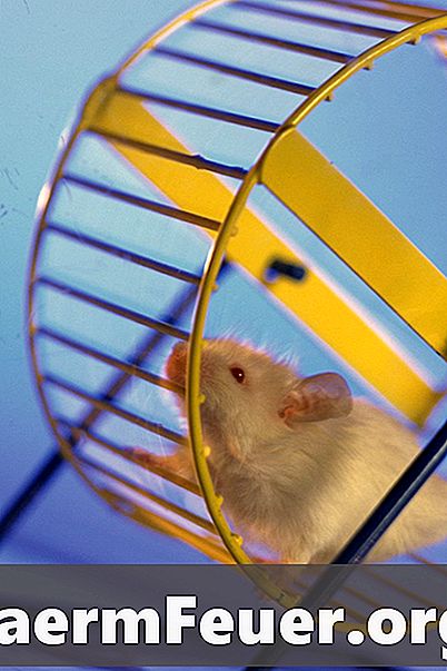 Πώς να κάνετε ένα κλουβί Hamster