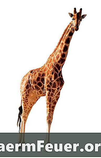 Hur man gör en giraff från ett rör